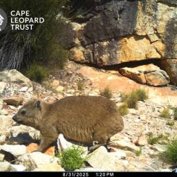 Rock hyrax or dassie